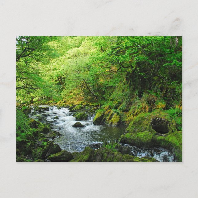 Stream at Springtime Postcard (Front)