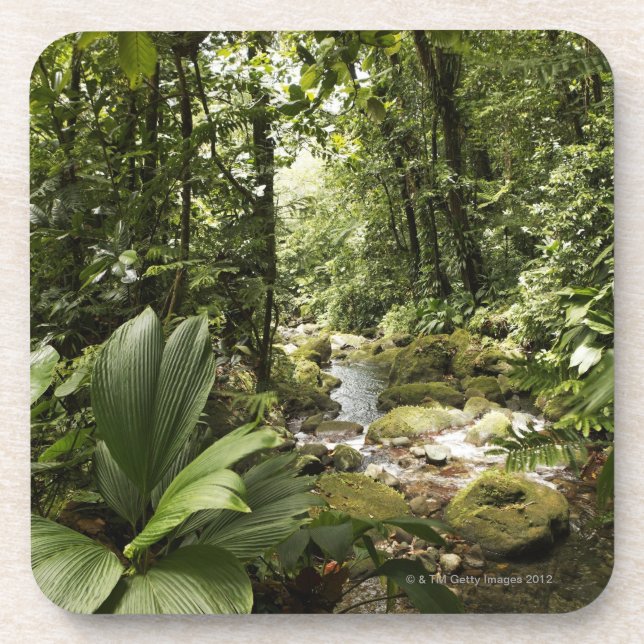 stream in rainforest, Dominica Coaster (Front)