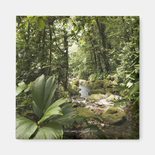 stream in rainforest, Dominica Magnet