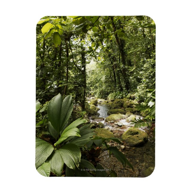 stream in rainforest, Dominica Magnet (Vertical)