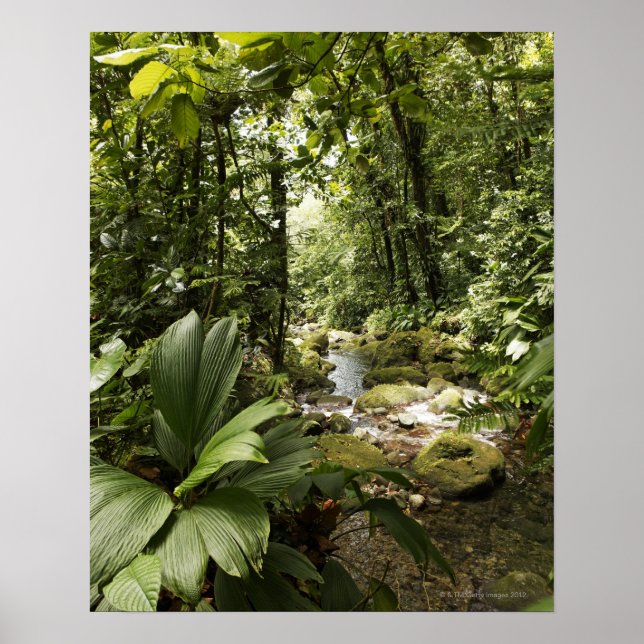 stream in rainforest, Dominica Poster (Front)