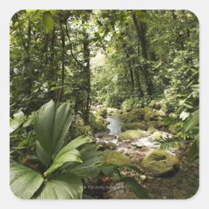 stream in rainforest, Dominica Square Sticker