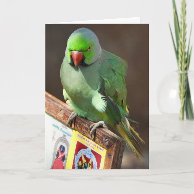 Street Singer, Tamil Nadu, Southern India Card (Front)