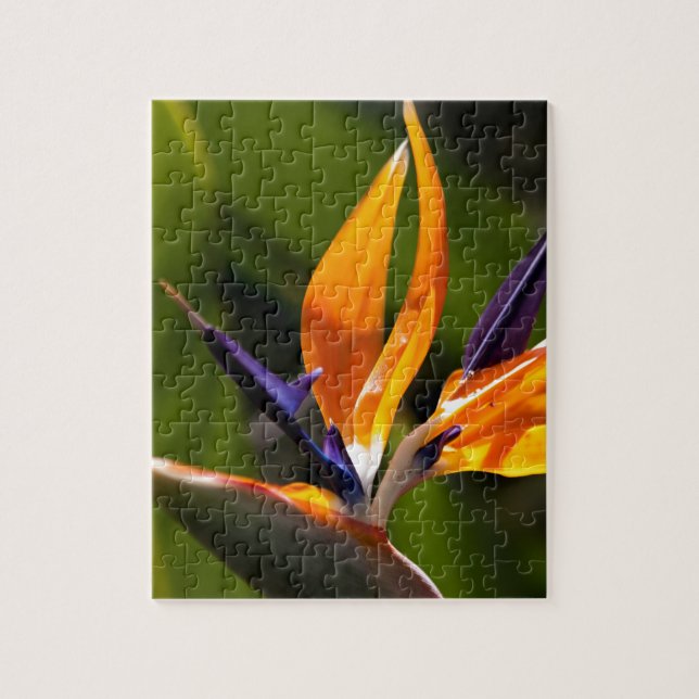 Strelitzia. Bird of paradise flower. Jigsaw Puzzle (Vertical)