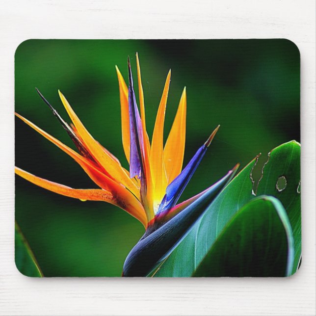 Strelitzia. Bird of paradise flower. Mouse Pad (Front)