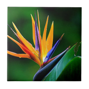 Strelitzia. Bird of paradise flower. Tile
