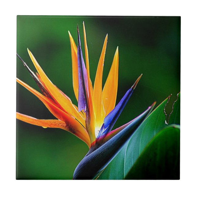 Strelitzia. Bird of paradise flower. Tile (Front)