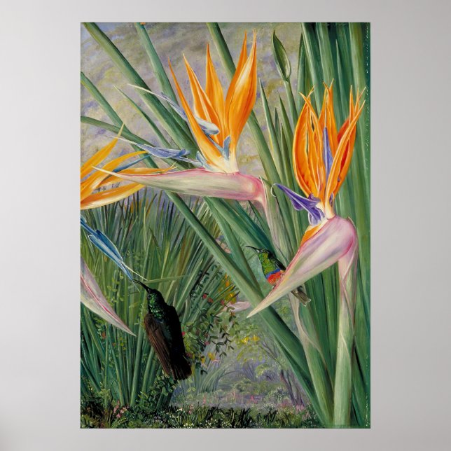 Strelitzia by Marianne North - Exotic Landscape  Poster (Front)