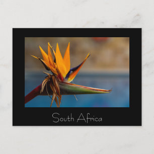Strelitzia Flower South Africa Nature Postcard