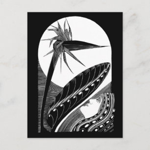 Strelitzia overblown - black and white vintage art postcard