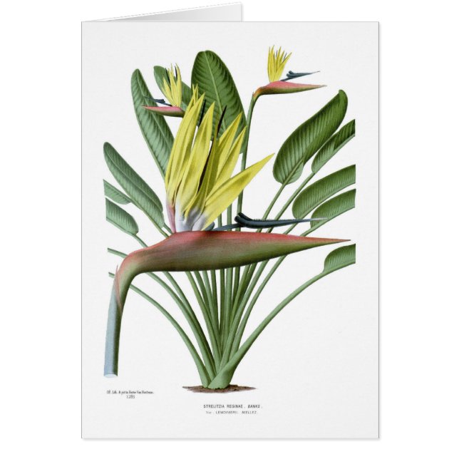 Strelitzia reginae (Front)