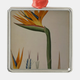 Strelitzia Reginae, from 'Les Strelitziacees' Metal Tree Decoration