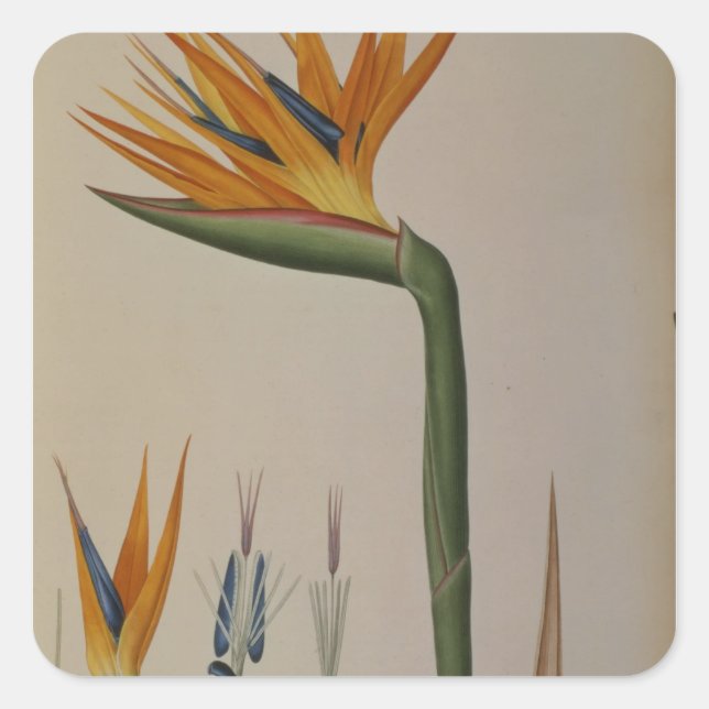 Strelitzia Reginae, from 'Les Strelitziacees' Square Sticker (Front)