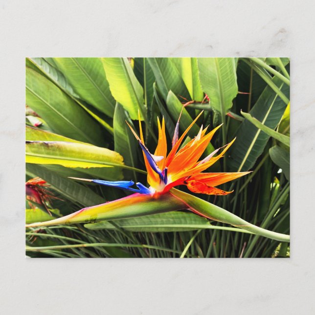 Strelitzia Reginae Postcard (Front)