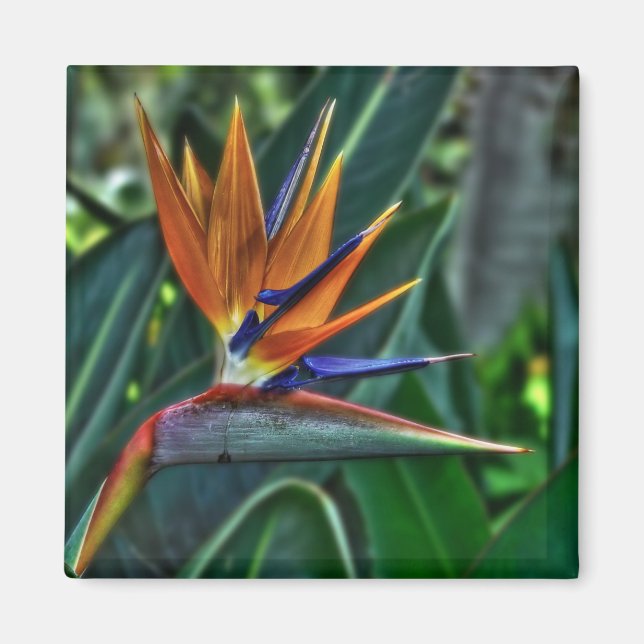 Strelitzia - Tenerife Flower Magnet (Front)