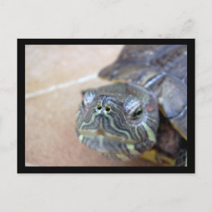 Strelka closeup postcard