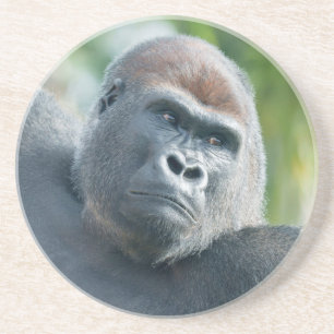 Strength - Gorilla Side Glance Coaster