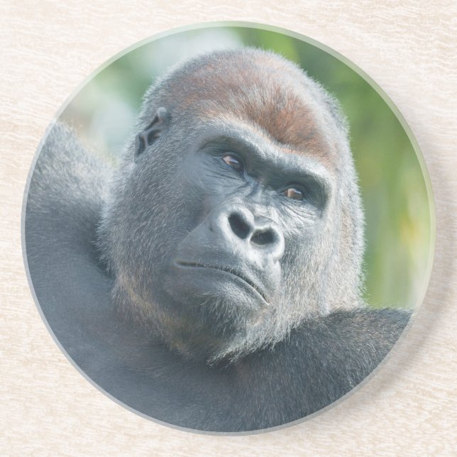 Strength - Gorilla Side Glance Coaster (Front)