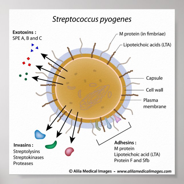 Strep pyogenes labelled diagram. poster (Front)
