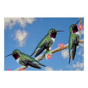 Stretched Canvas Print Three Hummingbirds perched