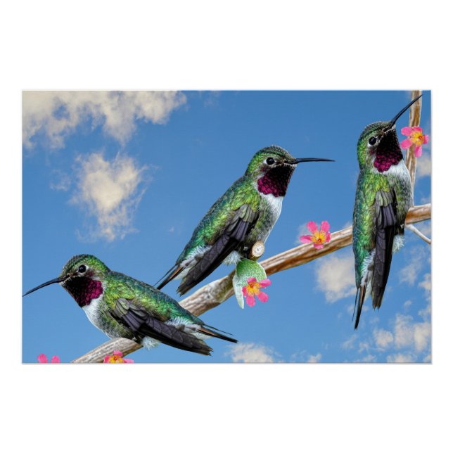 Stretched Canvas Print Three Hummingbirds perched  (Front)