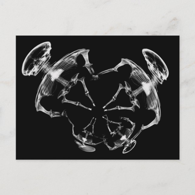 Stretched X-Ray Skeleton Family B&W Postcard (Front)