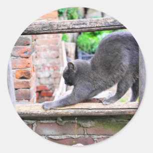 Stretching cat classic round sticker