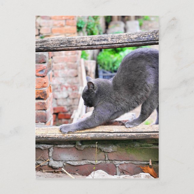 Stretching cat postcard (Front)