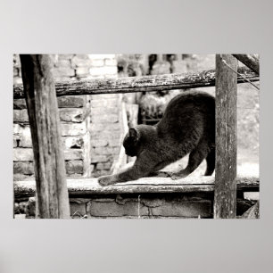 stretching cat poster