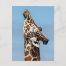 Stretching Giraffe Postcard