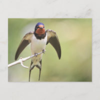 Stretching Swallow
