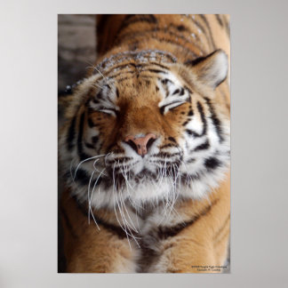 Stretching Tiger Poster