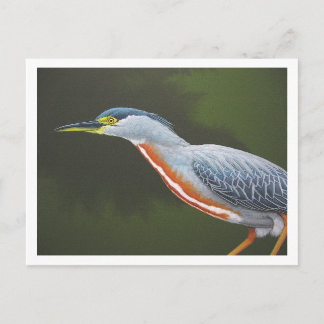 Striated Heron Postcard (Front)