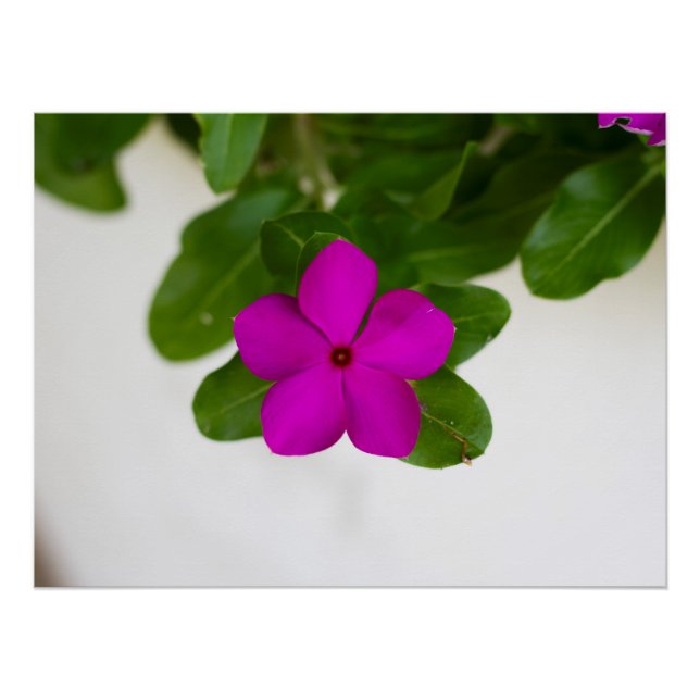 Striking Pink Madagascar Periwinkle Flower Print (Front)