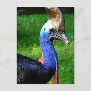Striking Profile View Of Cassowary Head And Neck Postcard
