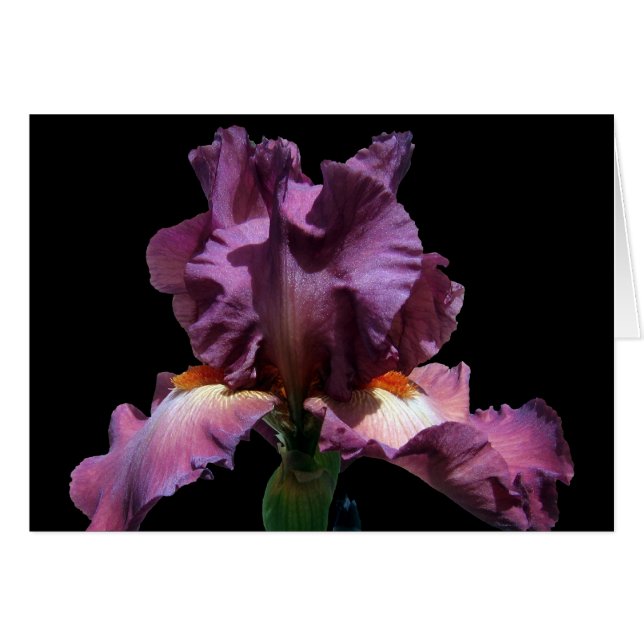 Striking Purple Iris (Front Horizontal)