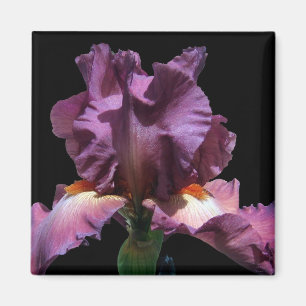 Striking Purple Iris Magnet