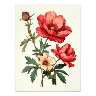 Striking Red Poppies on a Crisp White Background Photo Print