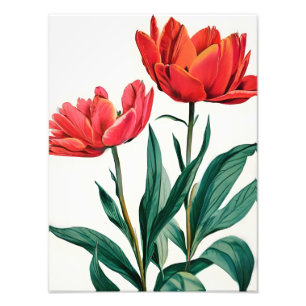 Striking Red Tulips on White Photo Print