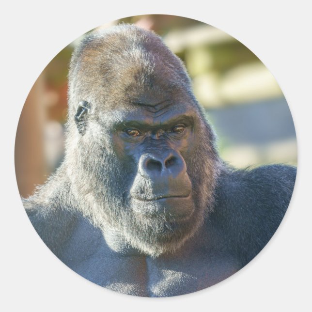 Striking Silverback Classic Round Sticker (Front)