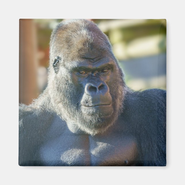 Striking Silverback Magnet (Front)