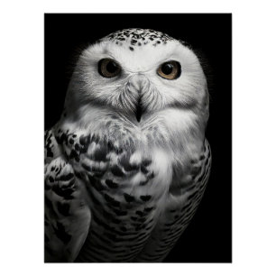 Striking Snowy Owl Fine Art Print   High Contrast