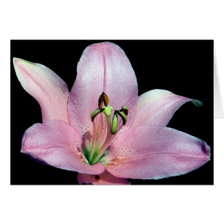 Striking Tiger Lily