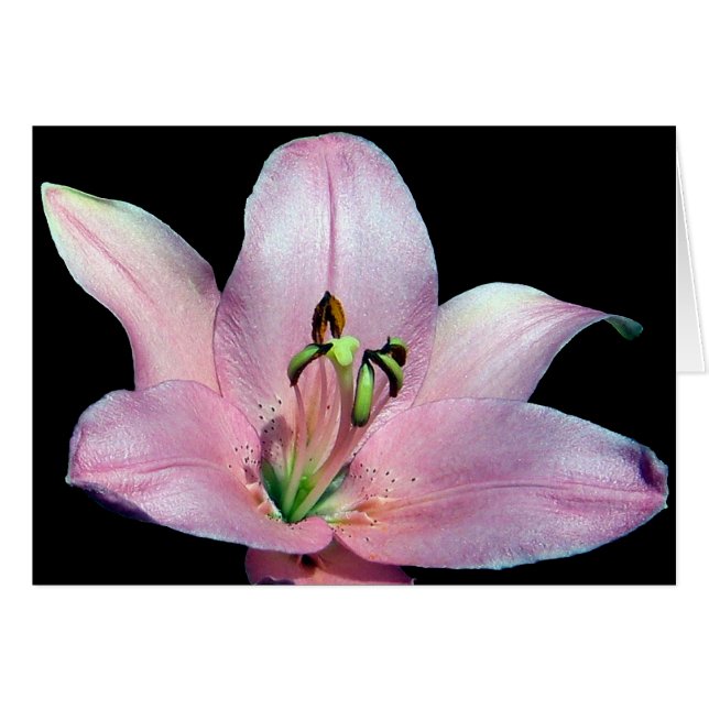 Striking Tiger Lily (Front Horizontal)
