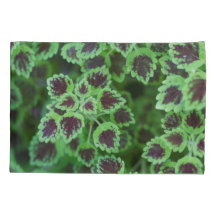 Striking Variegated Coleus Foliage