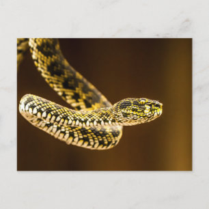 Striking Yellow and Black Patterned Viper Snake  Postcard