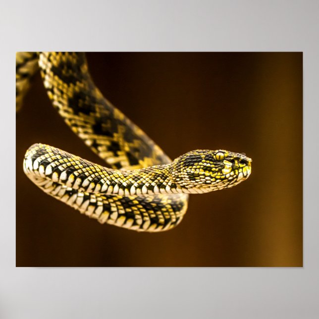 Striking Yellow and Black Patterned Viper Snake  Poster (Front)