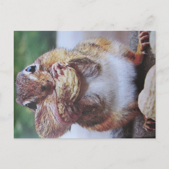 strip squirrel postcard (Front)