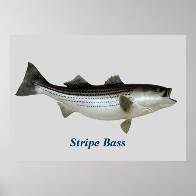 Stripe Bass Poster (Front)