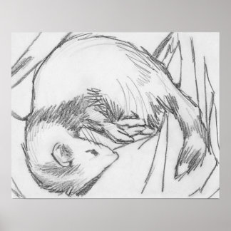 "Stripe" Ferret Drawing Poster